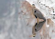 Graureiher - Grey Heron  (Ardea cinerea)